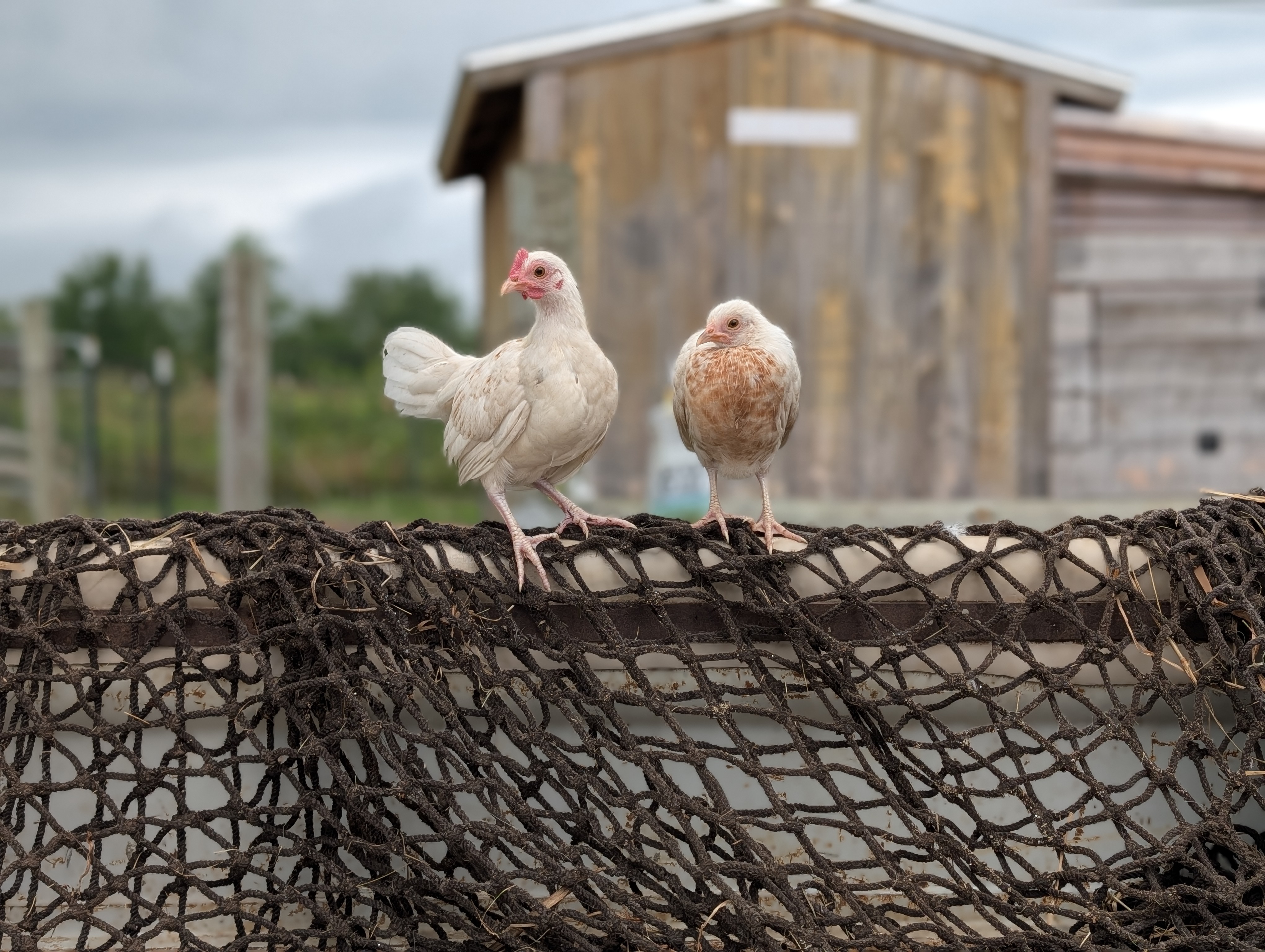 Flying Pants Farm